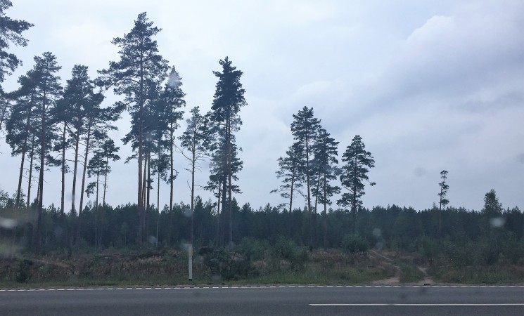 Socialdemokratai: „žaliojo“ ministro priemonės imituoja miškų kirtimų draudimą